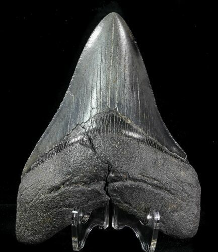 Serrated, Fossil Megalodon Tooth - Georgia #76518